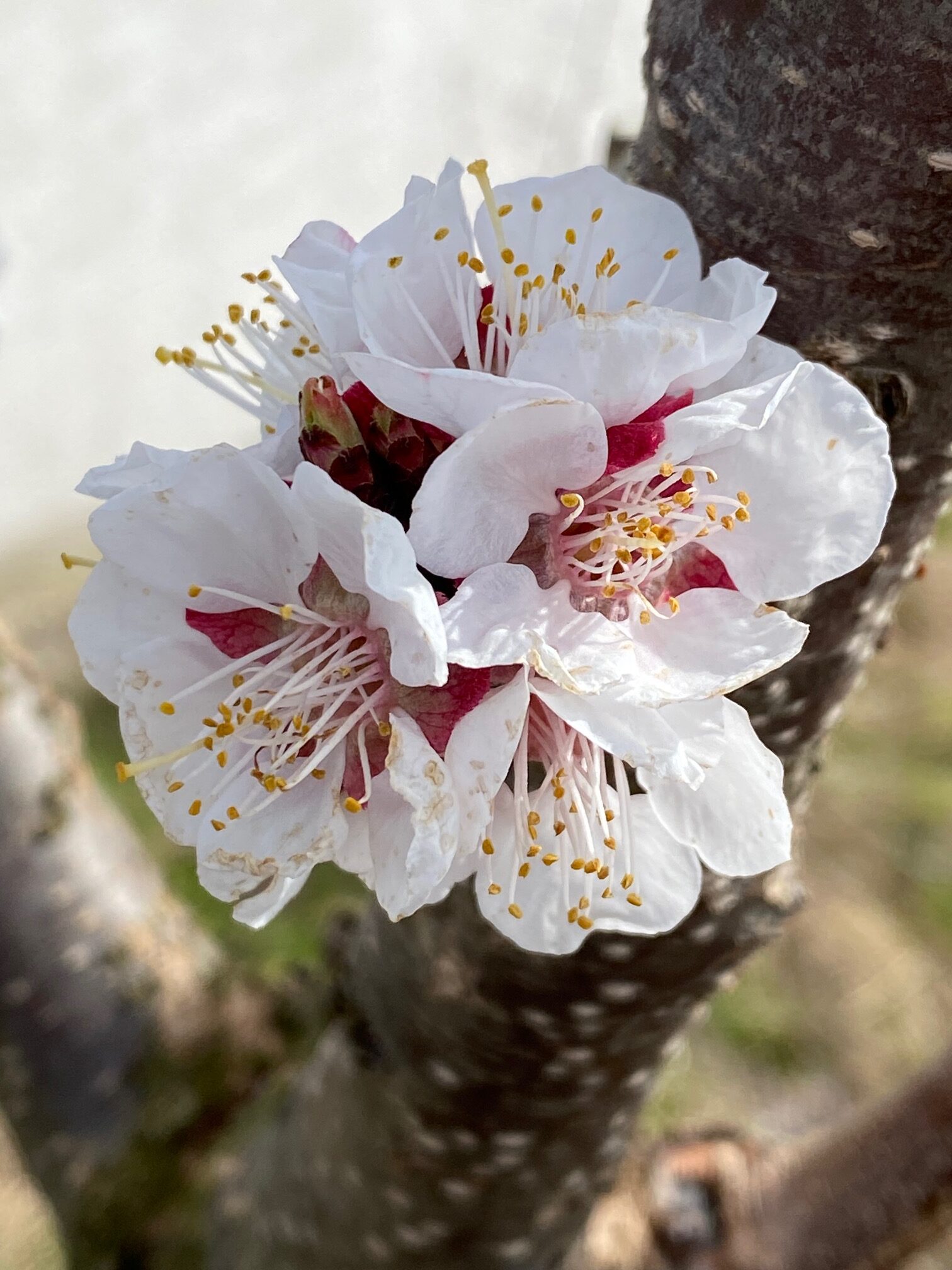 Marillenblüte