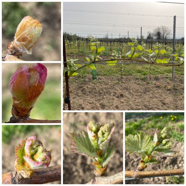 created by photogrid Austrieb
